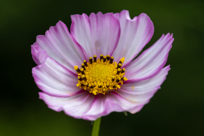 大香伊蕉99大香伊蕉免费视频 大香伊蕉99大香伊蕉免费视频