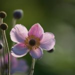 成动漫视频3d在线观看 kui0h1