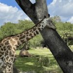 成版人性直播视频APP xom60x76o