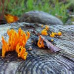 大米星球在线免费观看,大米星球网站 xosk578lx